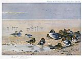 Archibald Thorburn Pintail Wigeon and Teal painting